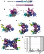 中国科学家揭示外源核酸诱导的原核生物短Ago蛋白系统发挥功能